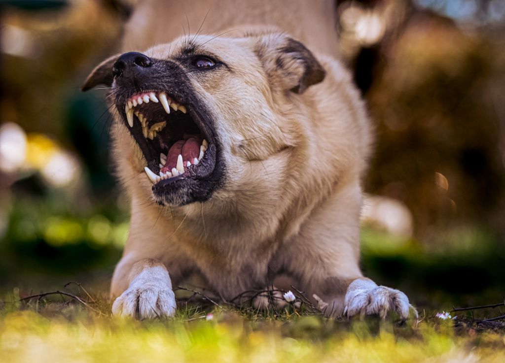 Agresja u psów - czym jest i jak sobie z nią radzić.